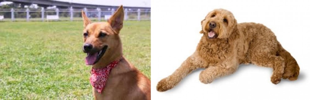 Golden Doodle vs Formosan Mountain Dog - Breed Comparison