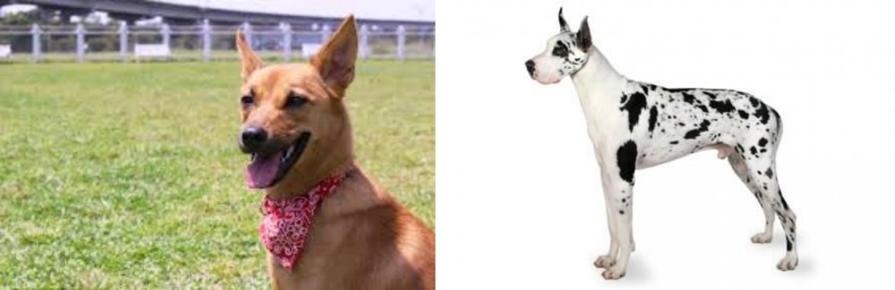 Great Dane vs Formosan Mountain Dog - Breed Comparison