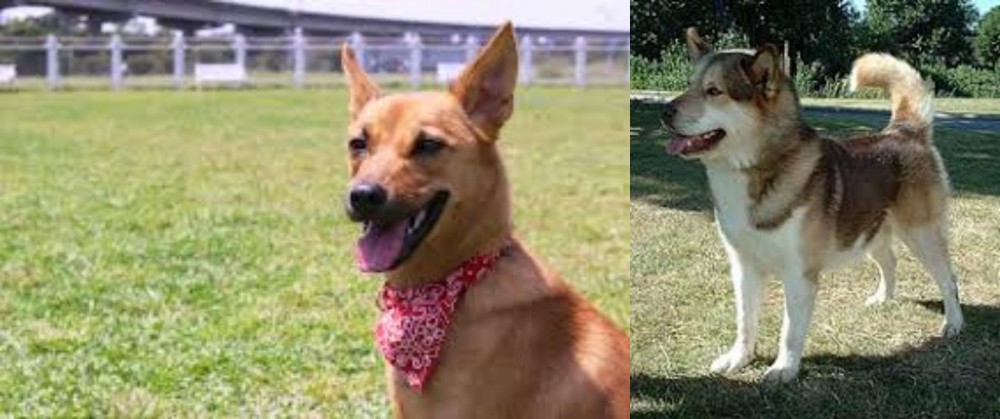 Greenland Dog vs Formosan Mountain Dog - Breed Comparison
