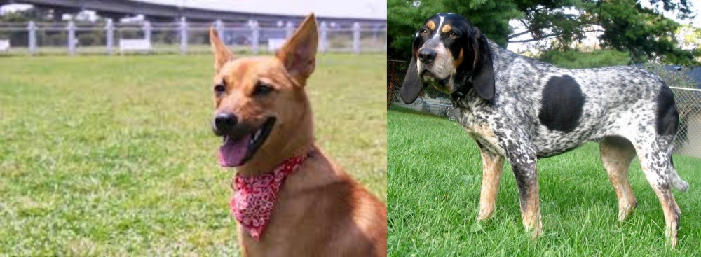 Griffon Bleu de Gascogne vs Formosan Mountain Dog - Breed Comparison