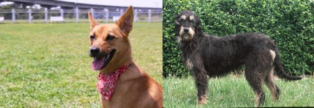 Griffon Nivernais vs Formosan Mountain Dog - Breed Comparison