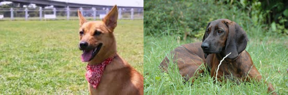 Hanover Hound vs Formosan Mountain Dog - Breed Comparison