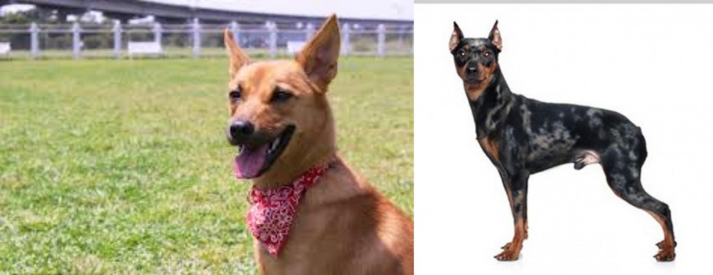 Harlequin Pinscher vs Formosan Mountain Dog - Breed Comparison