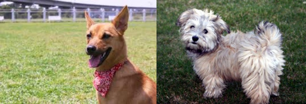 Havapoo vs Formosan Mountain Dog - Breed Comparison