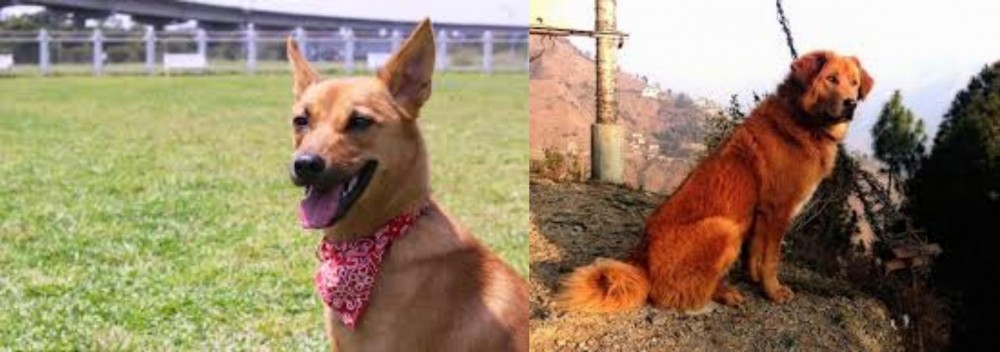 Himalayan Sheepdog vs Formosan Mountain Dog - Breed Comparison