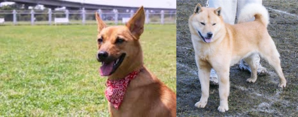 Hokkaido vs Formosan Mountain Dog - Breed Comparison