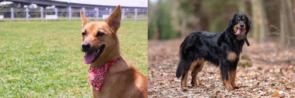 Hovawart vs Formosan Mountain Dog - Breed Comparison