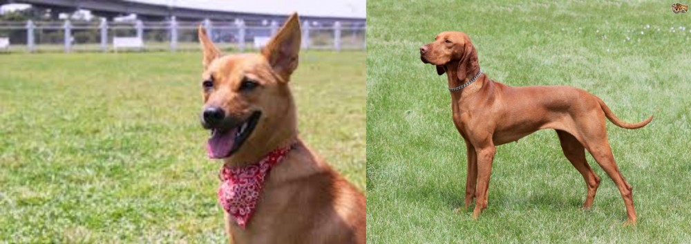 Hungarian Vizsla vs Formosan Mountain Dog - Breed Comparison