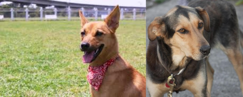 Huntaway vs Formosan Mountain Dog - Breed Comparison