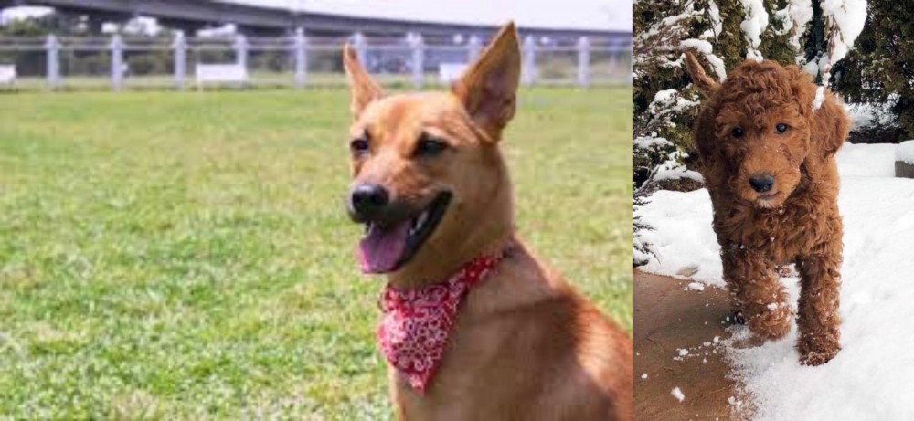 Irish Doodles vs Formosan Mountain Dog - Breed Comparison