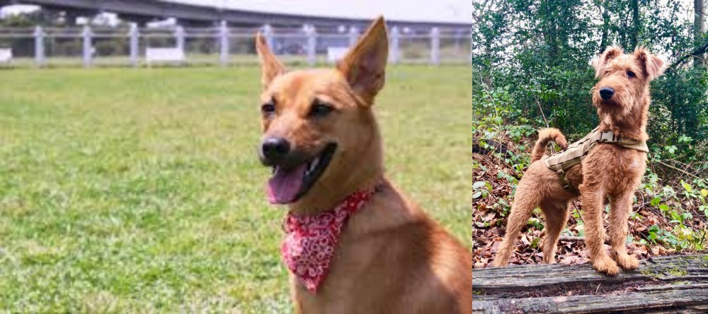 Irish Terrier vs Formosan Mountain Dog - Breed Comparison