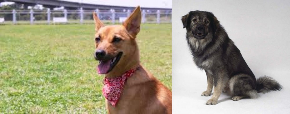 Istrian Sheepdog vs Formosan Mountain Dog - Breed Comparison