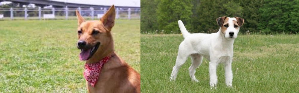 Jack Russell Terrier vs Formosan Mountain Dog - Breed Comparison