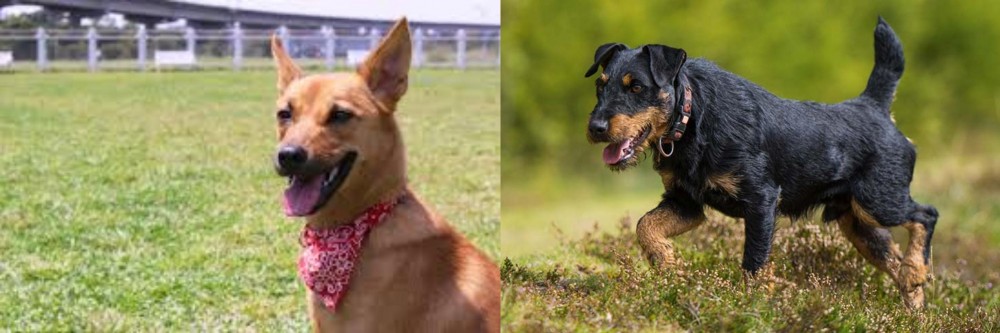 Jagdterrier vs Formosan Mountain Dog - Breed Comparison