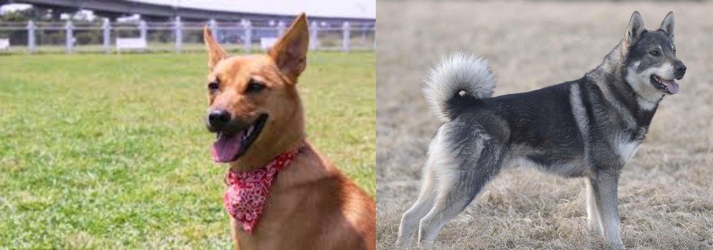 Jamthund vs Formosan Mountain Dog - Breed Comparison