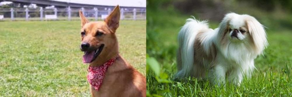 Japanese Chin vs Formosan Mountain Dog - Breed Comparison