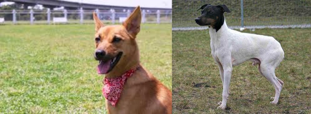 Japanese Terrier vs Formosan Mountain Dog - Breed Comparison