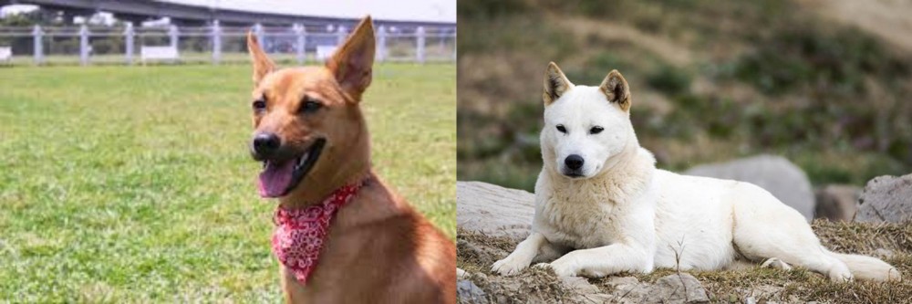 Jindo vs Formosan Mountain Dog - Breed Comparison