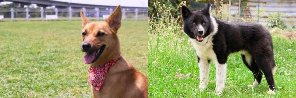 Karelian Bear Dog vs Formosan Mountain Dog - Breed Comparison
