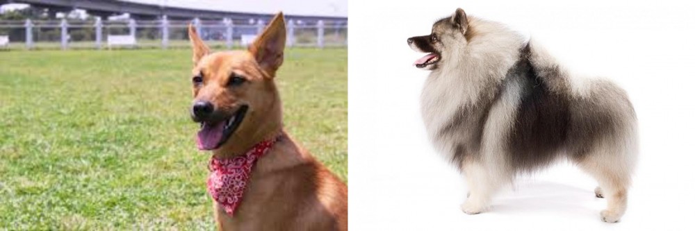Keeshond vs Formosan Mountain Dog - Breed Comparison