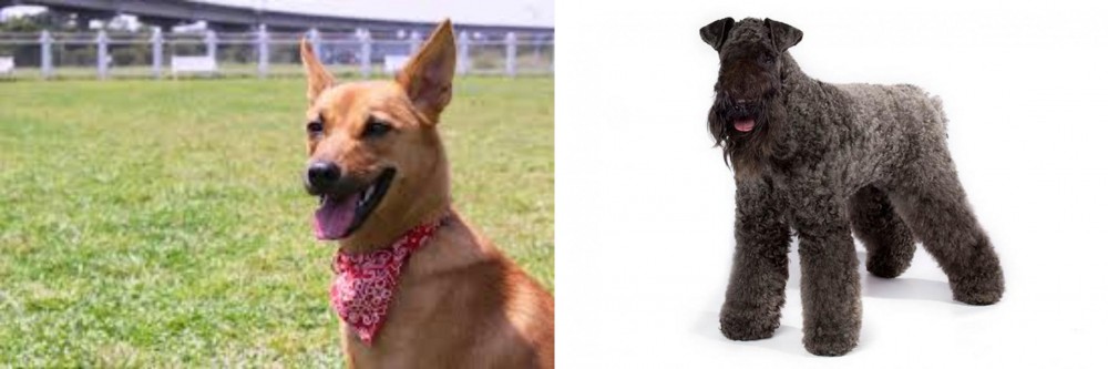 Kerry Blue Terrier vs Formosan Mountain Dog - Breed Comparison