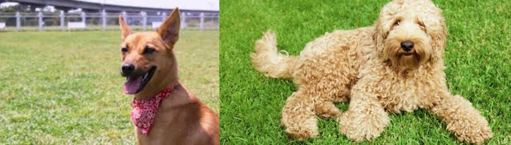 Labradoodle vs Formosan Mountain Dog - Breed Comparison