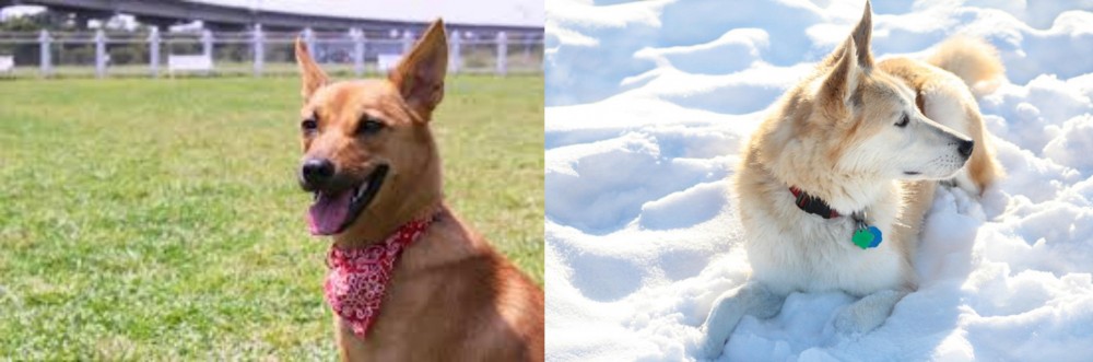 Labrador Husky vs Formosan Mountain Dog - Breed Comparison