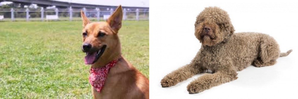 Lagotto Romagnolo vs Formosan Mountain Dog - Breed Comparison