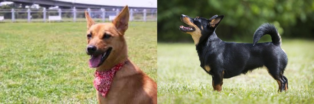 Lancashire Heeler vs Formosan Mountain Dog - Breed Comparison