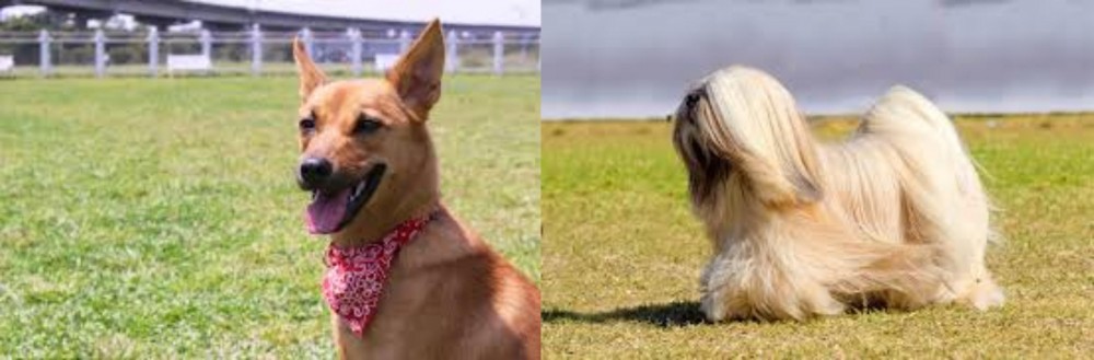 Lhasa Apso vs Formosan Mountain Dog - Breed Comparison