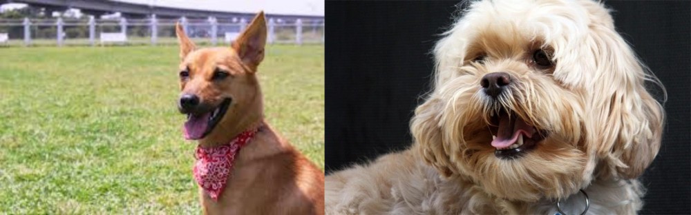 Lhasapoo vs Formosan Mountain Dog - Breed Comparison