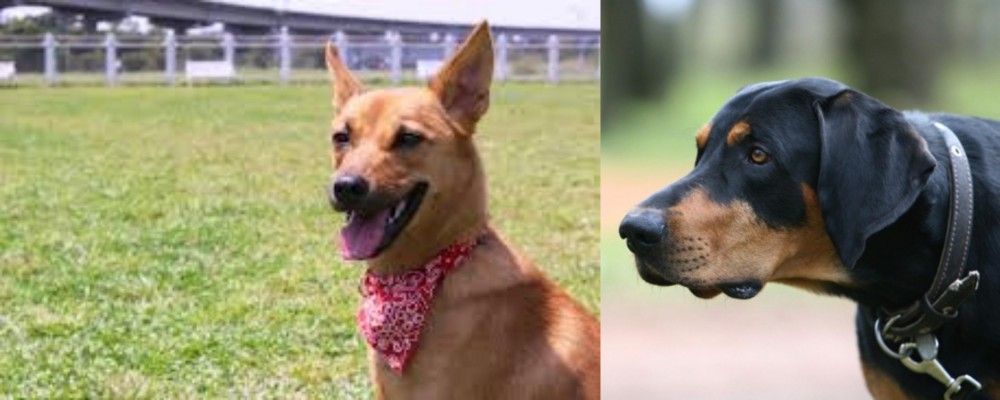 Lithuanian Hound vs Formosan Mountain Dog - Breed Comparison