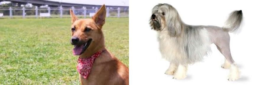 Lowchen vs Formosan Mountain Dog - Breed Comparison