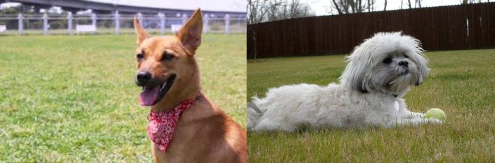 Mal-Shi vs Formosan Mountain Dog - Breed Comparison
