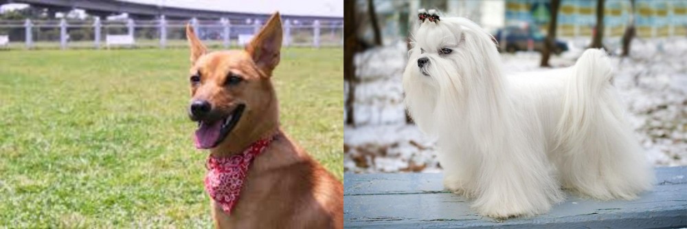Maltese vs Formosan Mountain Dog - Breed Comparison