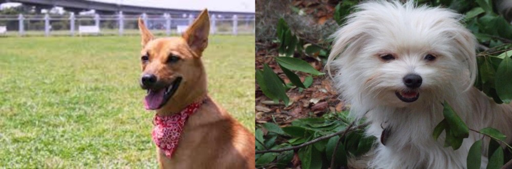 Malti-Pom vs Formosan Mountain Dog - Breed Comparison