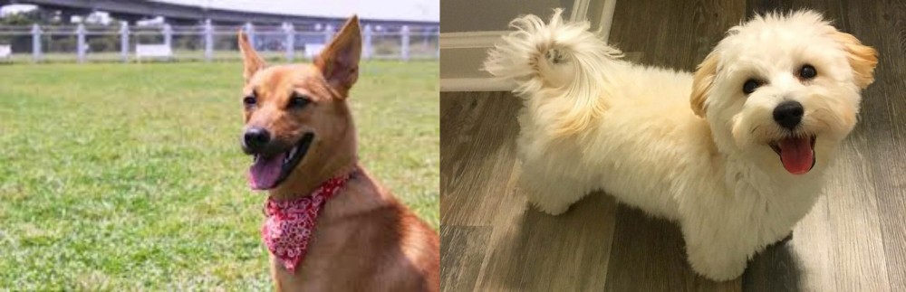 Maltipoo vs Formosan Mountain Dog - Breed Comparison