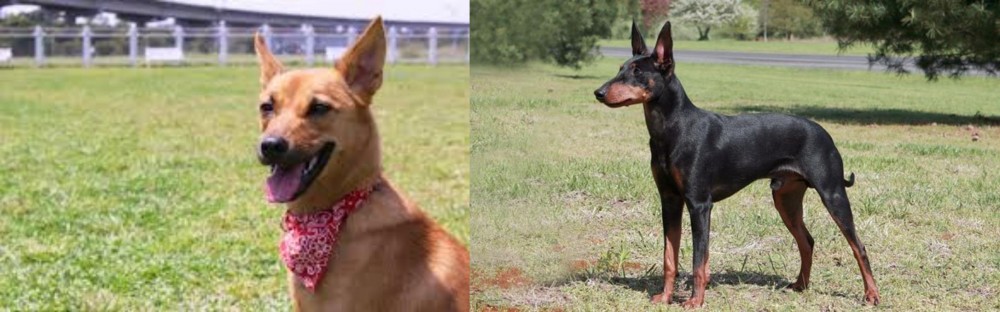 Manchester Terrier vs Formosan Mountain Dog - Breed Comparison