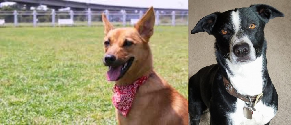 McNab vs Formosan Mountain Dog - Breed Comparison