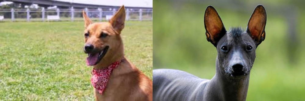 Mexican Hairless vs Formosan Mountain Dog - Breed Comparison