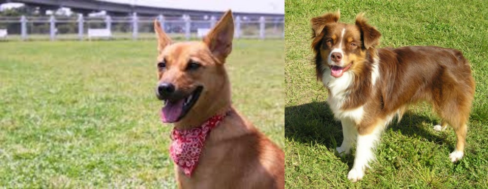 Miniature Australian Shepherd vs Formosan Mountain Dog - Breed Comparison