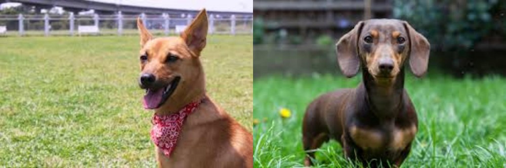 Miniature Dachshund vs Formosan Mountain Dog - Breed Comparison