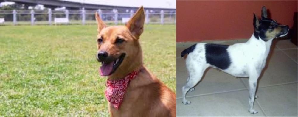 Miniature Fox Terrier vs Formosan Mountain Dog - Breed Comparison