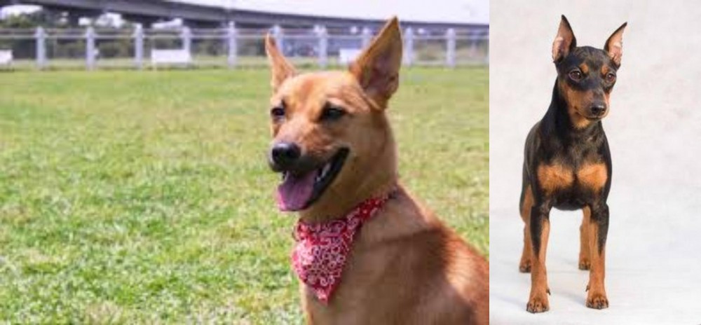 Miniature Pinscher vs Formosan Mountain Dog - Breed Comparison