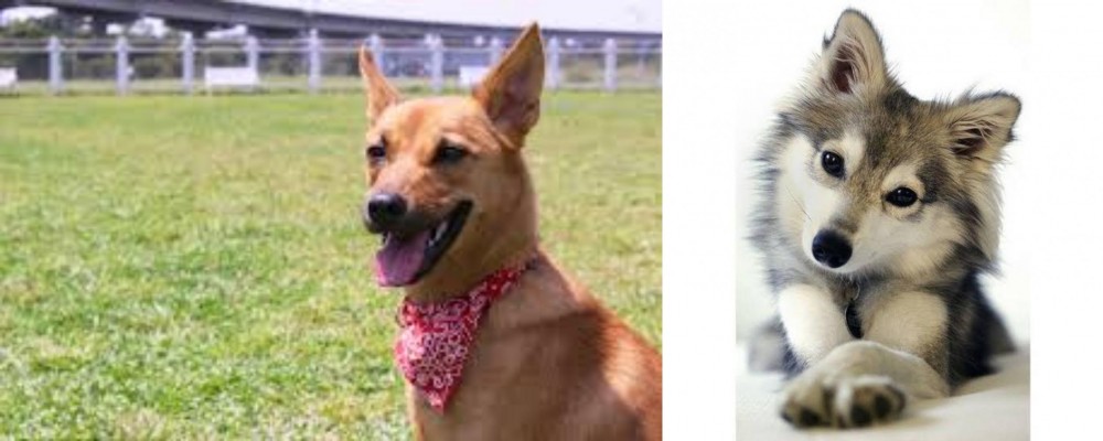 Miniature Siberian Husky vs Formosan Mountain Dog - Breed Comparison