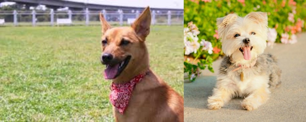 Morkie vs Formosan Mountain Dog - Breed Comparison