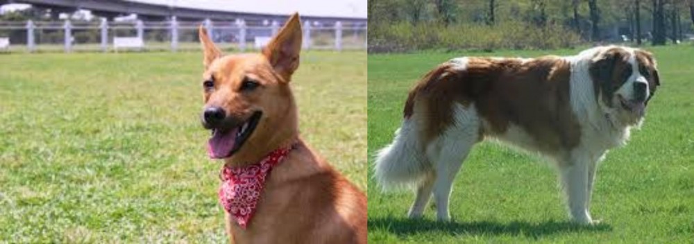 Moscow Watchdog vs Formosan Mountain Dog - Breed Comparison