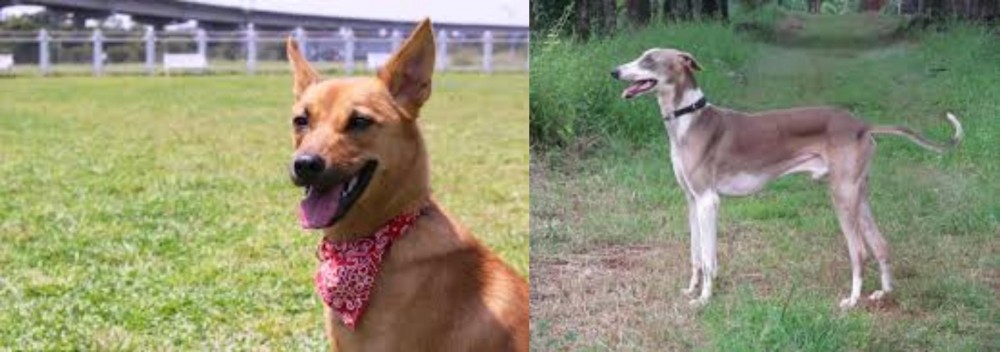 Mudhol Hound vs Formosan Mountain Dog - Breed Comparison