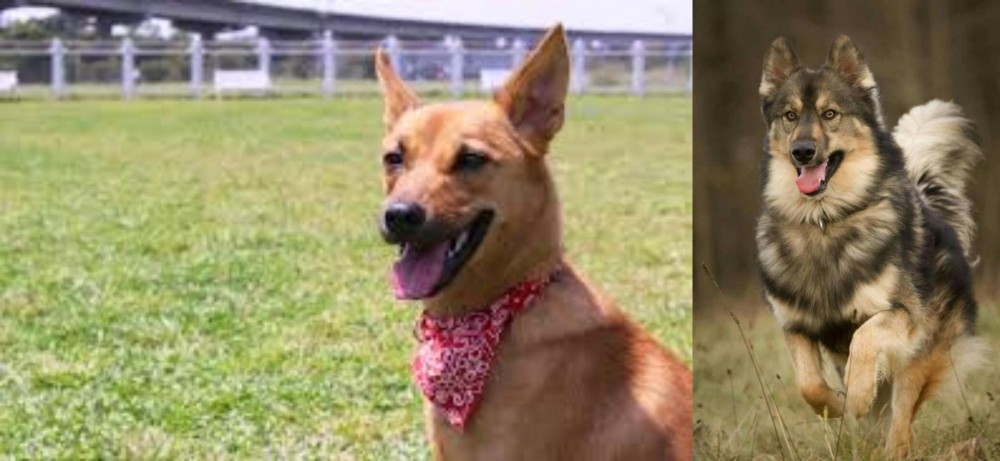 Native American Indian Dog vs Formosan Mountain Dog - Breed Comparison