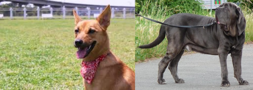 Neapolitan Mastiff vs Formosan Mountain Dog - Breed Comparison